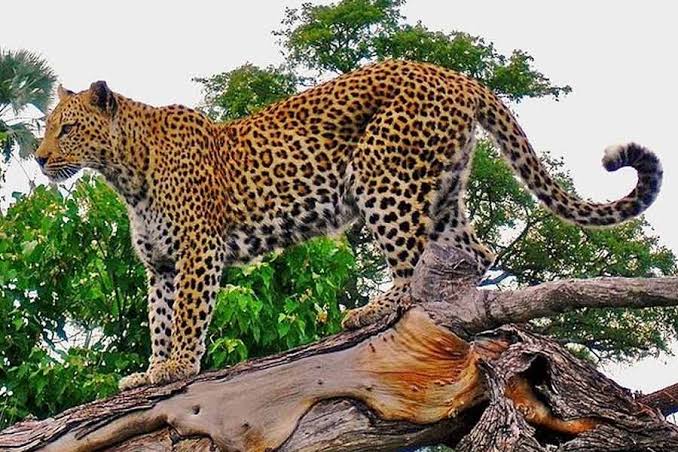Leopard roaming in Tea Garden | Leopard spotted in phansideowa block's velkujot area in Darjeeling dist dgtld - Anandabazar