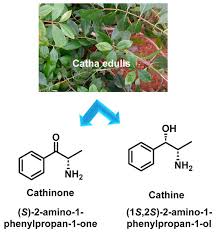 Image result for Catha edulis