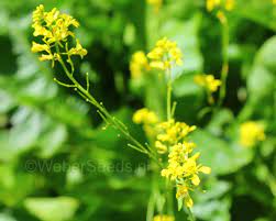 Pin On Medicinal Plants Ethnobotany