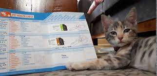 Berikut harga dan jenis vaksin untuk kucing. Biaya Vaksin Kucing Berikan Terbaik Untuk Kucing Anda