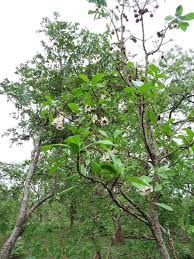 Image result for Rothmannia urcelliformis