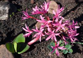 Image result for Brunsvigia