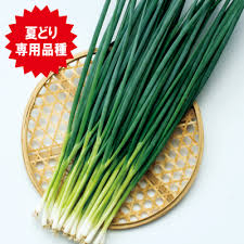 ブラックスター葱 野菜の種の通信販売 中原採種場 株