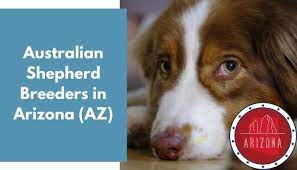 Choosing an australian shepherd breeder requires doing your research. 10 Australian Shepherd Breeders In Arizona Az Australian Shepherd Puppies For Sale Animalfate