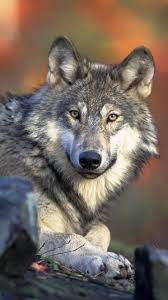 Check spelling or type a new query. Wolf Hintergrundbilder Fur Android Apk Herunterladen