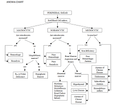 Heme Anemias Mcmaster Pa Student Resource