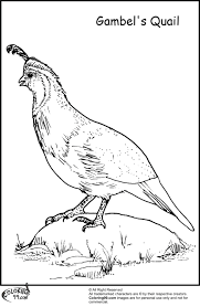 The birdorable california quail and common kingfisher (aka the european kingfisher). Gamble Quail Coloring Pages