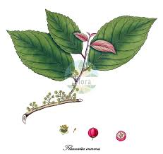 Image result for Salicaceae