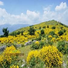 Image result for Spartium