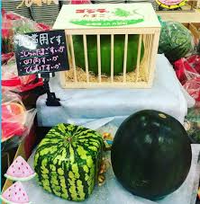 Image result for japan watermelon