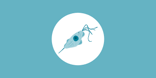 Image result for trichomonas images