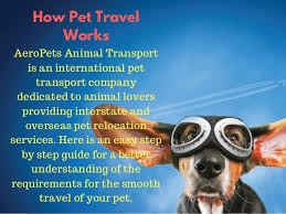 Anvis pet relocation services communicated frequently and clearly about all necessary paperwork needed for our move to india. Aeropets Animal Transport Services