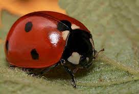 Ladybird U K Ladybug U S Ladybird Ladybug Ladybug Art