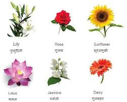 The things the name refers to are magical and. 9 Beautiful Flower Names In English And Hindi Sullivan Flowers
