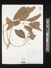 Image result for Polyscias kivuensis
