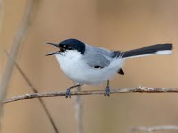 Image result for Entephria polata