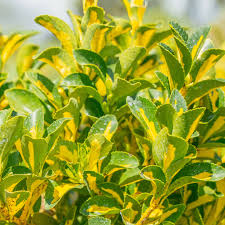 Image result for Euonymus