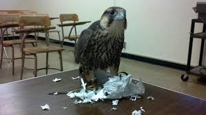 Sorry Professor My Falcon Ate My Homework Tumblr Funny Animal Memes Animals