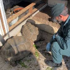 Jetzt selbst kostenlos inserieren oder in unseren kleinanzeigen stöbern. Illegale Schildkrotenzucht Costa Calida