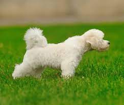 Why Does My Dog Kick The Grass After Pooping
