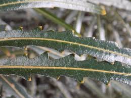 Image result for Plerandra