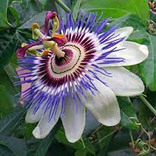 Pasiflora Sithonia Passion Flower Blue Passion Flower Unusual Flowers