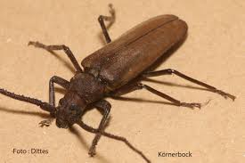 Im august ist ihr kurzes leben dann meist auch schon vorbei. Tag Kafer Bund Ortsgruppe Bretten