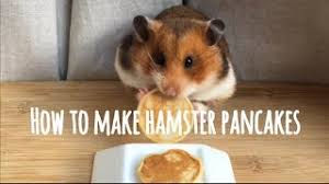 My cats eat alot of pancakes and don't seem to have a problem with it they actually like them alot. Is It Safe To Feed Your Pets Pancakes Metro News