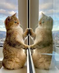 Lumi Zola Cats On Instagram Do You Know That Feeling When The Window Is So Clean That You Think There S Another Cat Standing In Your Wa Nel 2020 Micio Gatti