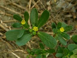 Image result for Portulaca oleracea