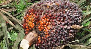 J&t express kelapa sawit, kulai jaya, kulai. Palm Oil Palm Oil Magazine Infosawit English Official Website