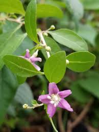 Image result for Grewia filipes