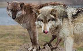This Is The Reason You Ll Never Hear A Wolf Bark Wolf Dog Wolf Park Fluffy Animals