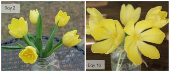 I work at harris teeter and thursdays are senior days and people over 60 can get a discount. Get Your Tulips To Tango Part Ii Carolina Charm
