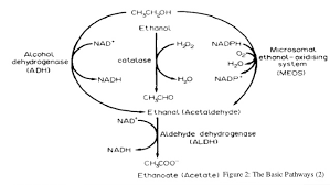 Alcohol Metabolism