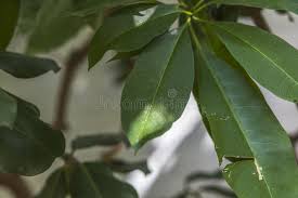 Image result for Rauvolfia mombasiana