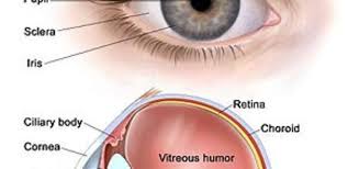 It is made of the iris, ciliary body, and choroid. The Uvea Science Online