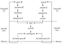 Karena tumbuhan ini memiliki akar, batang, daun sejati dan menghasilkan spora. Tumbuhan Paku Ciri Ciri Struktur Klasifikasi Metagenesis Daur Hidup Manfaat