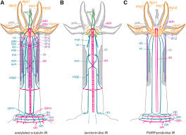Read these 11 fun facts and learn why it's so important. Neural Reconstruction Of Bone Eating Osedax Spp Annelida And Evolution Of The Siboglinid Nervous System Bmc Ecology And Evolution Full Text
