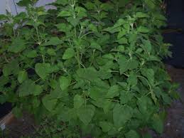 Direct seeding marshmallow plants marshmallow can also be direct seeded into the garden. Marsh Mallow Plants With A Purpose