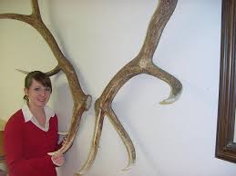 If you're wondering how to clean deer antlers right after you got them fresh from a hunt, then read on as i talk about what you need to know about it! Antlers Ready To Hang Yellowstone Antlers