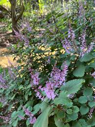 Image result for Plectranthus fruticosus