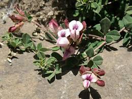 Image result for Lotus discolor