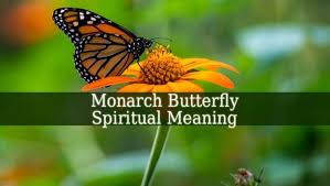 Black And White Butterfly Spiritual Meaning Monarch Butterfly Spiritual Meaning Spiritual Experience Monarch Butterfly Spiritual Meaning Butterfly Meaning