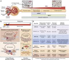 Clinical And Genetic Spectra Of Kidney Disease Caused By Ren Mutations Kidney International