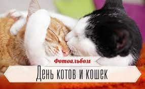 Когда кошка достигает определенного возраста, её привычки и желания начинают меняться. Den Kotov I Koshek Blog Fotoalbom Myslo Ru