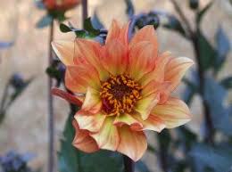 Maybe you would like to learn more about one of these? Redwood Nursery Garden Center In Santa Cruz Ca