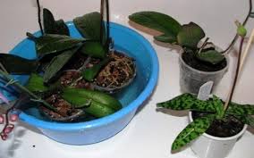 Ni kali ke 2 berbuah. Baja Untuk Orkid Phalaenopsis