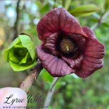 Image result for Annonaceae