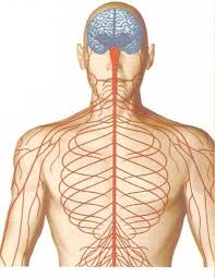 Brain parts explained with an. 34 Label The Nervous System Labels Design Ideas 2020